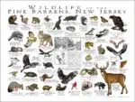 Wildlife of the Pine Barrens, New Jersey poster print