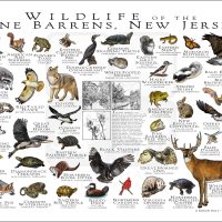 Wildlife of the Pine Barrens, New Jersey poster print