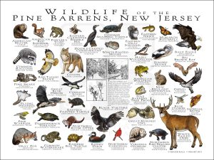 Wildlife of the Pine Barrens, New Jersey poster print