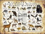 Wildlife of the Saint Croix National Scenic Riverway poster print