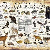Wildlife of the Saint Croix National Scenic Riverway poster print