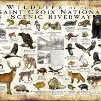 Wildlife of the Saint Croix National Scenic Riverway poster print