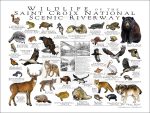 Wildlife of the Saint Croix National Scenic Riverway poster print