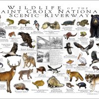 Wildlife of the Saint Croix National Scenic Riverway poster print