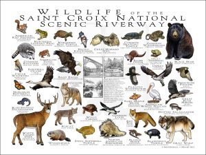 Wildlife of the Saint Croix National Scenic Riverway poster print