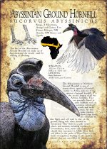 Abyssinian Ground Hornbill poster print