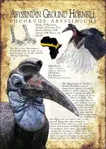 Abyssinian Ground Hornbill poster print