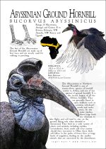 Abyssinian Ground Hornbill poster print