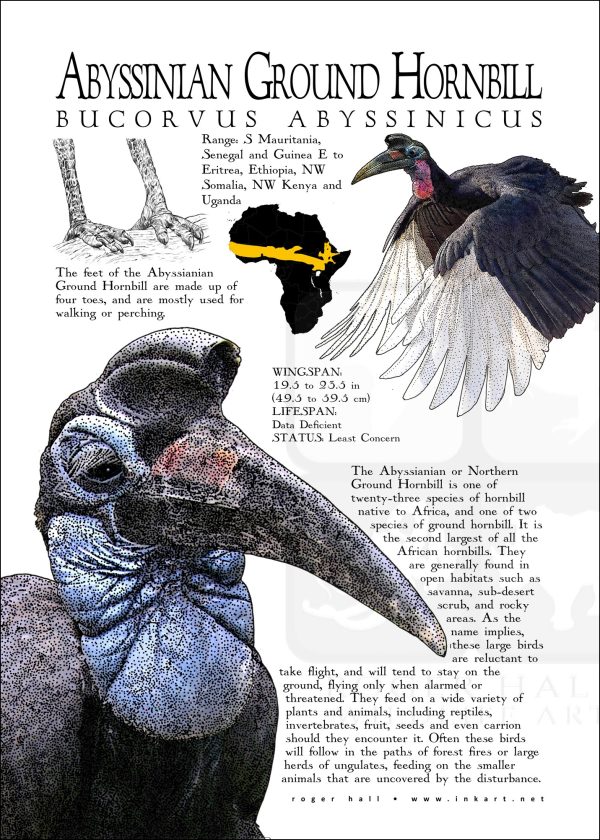 Abyssinian Ground Hornbill poster print