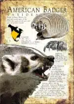 American Badger poster print