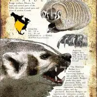 American Badger poster print