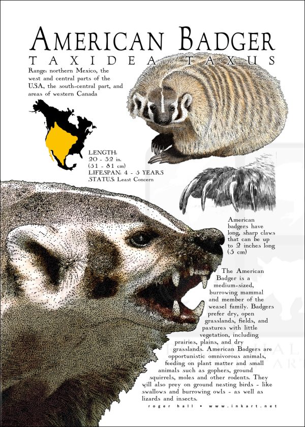 American Badger poster print