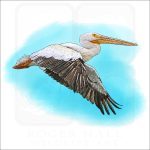 American White Pelican in flight illustration
