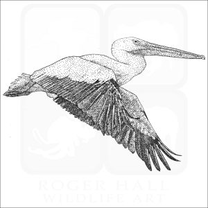 American White Pelican in flight illustration