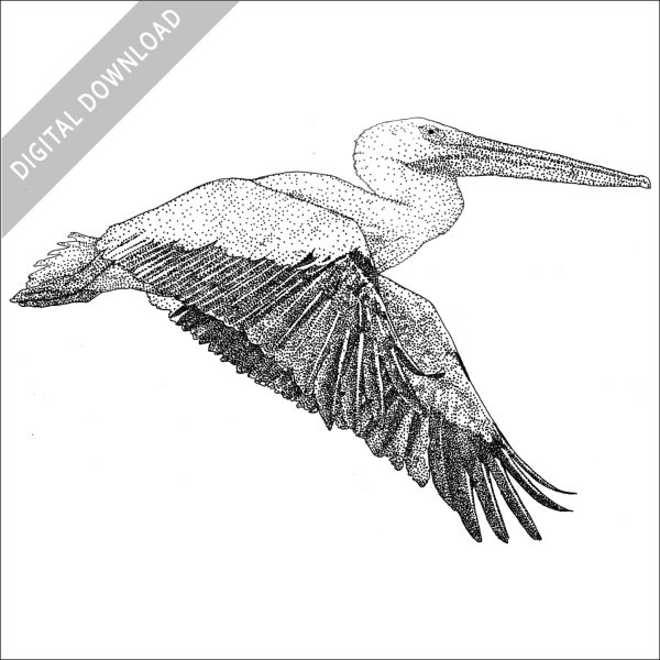 American White Pelican in flight stock image