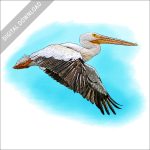 American White Pelican in flight stock image