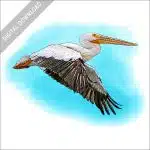 American White Pelican in flight stock image