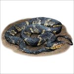 Banded Watersnake illustration