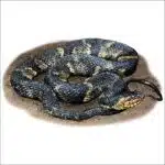 Banded Watersnake illustration