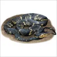 Banded Watersnake illustration