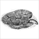 Banded Watersnake illustration
