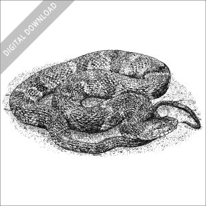 Banded Watersnake stock image