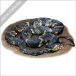 Banded Watersnake stock image