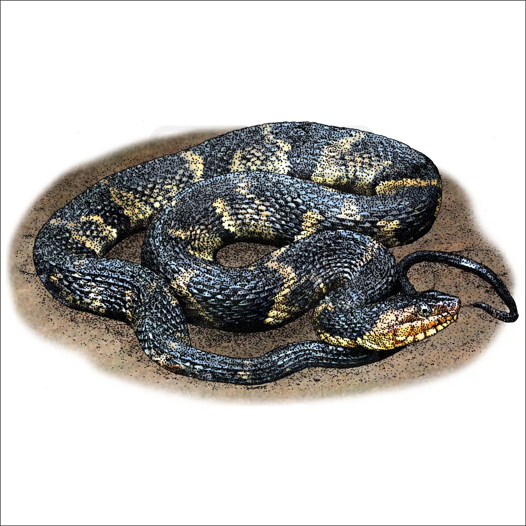 Banded Watersnake Banded Watersnake illustration