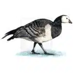 Barnacle Goose illustration