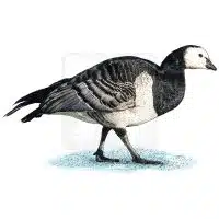 Barnacle Goose illustration