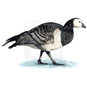 Barnacle Goose illustration