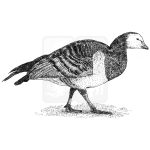 Barnacle Goose illustration