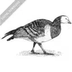 Barnacle Goose black and white stock image