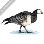 Barnacle Goose stock image