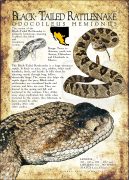 Black-Tailed Rattlesnake poster print
