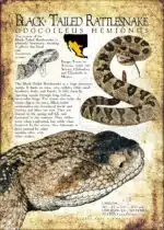 Black-Tailed Rattlesnake poster print