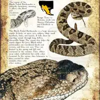 Black-Tailed Rattlesnake poster print