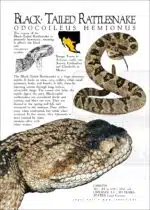 Black-Tailed Rattlesnake poster print