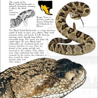Black-Tailed Rattlesnake poster print