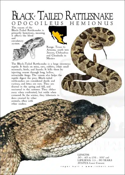Black-Tailed Rattlesnake poster print