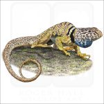 Great Basic or Desert Collared Lizard illustration