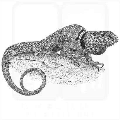 Great Basic or Desert Collared Lizard black and white illustration