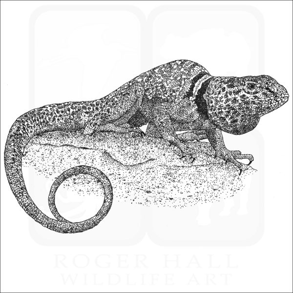 Great Basic or Desert Collared Lizard black and white illustration