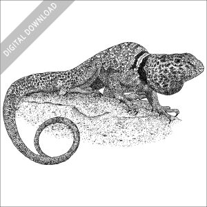 Great Basic or Desert Collared Lizard black and white stock image