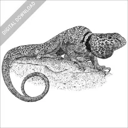 Great Basic or Desert Collared Lizard black and white stock image