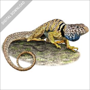 Great Basic or Desert Collared Lizard stock image