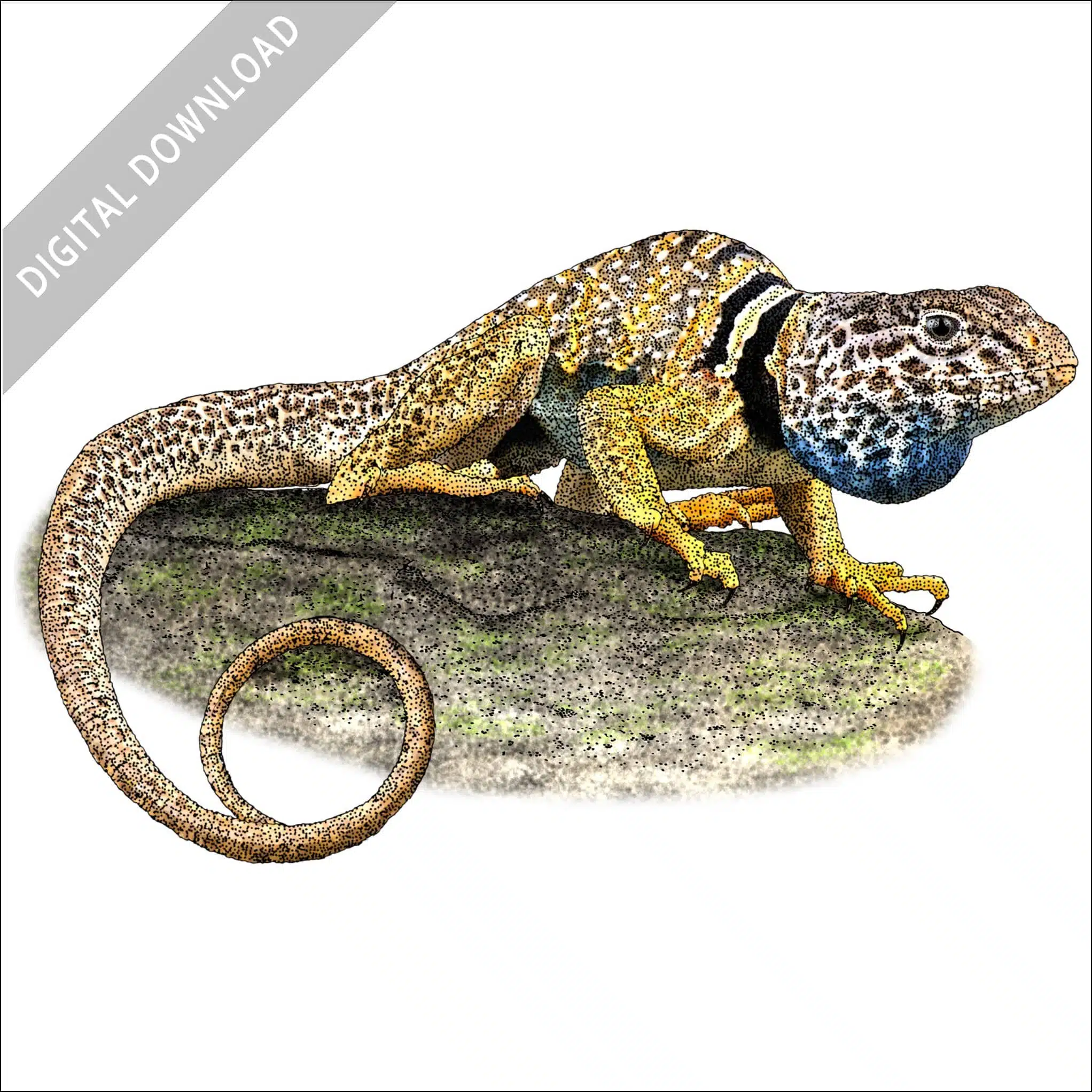 Great Basic or Desert Collared Lizard Great Basic or Desert Collared Lizard stock image