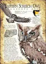 Eastern Screech Owl poster print