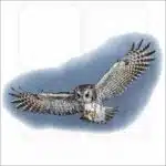 Eastern Screech Owl in flight illustration