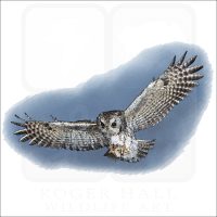 Eastern Screech Owl in flight illustration